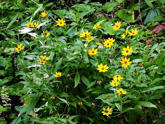 {Coreopsis pubescens var. robusta}